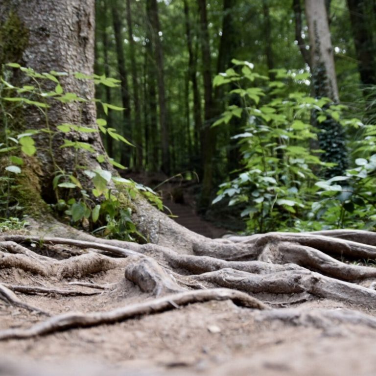 Wurzeln eines Baumes im Vordergrund, umgeben von dichtem, grünem Unterholz.